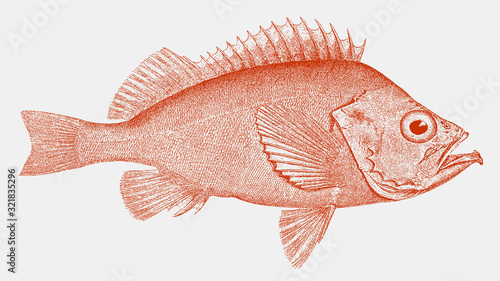 Rose fish, ocean perch sebastes norvegicus, food fish from Eastern Atlantic Ocean