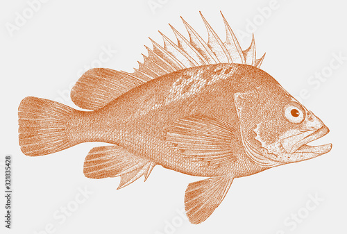 Quillback rockfish sebastes maliger, a food fish from the Eastern Pacific Ocean in profile side view