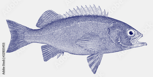 Blue rockfish, seaperch sebastes mystinus, a game fish from Eastern Pacific Ocean