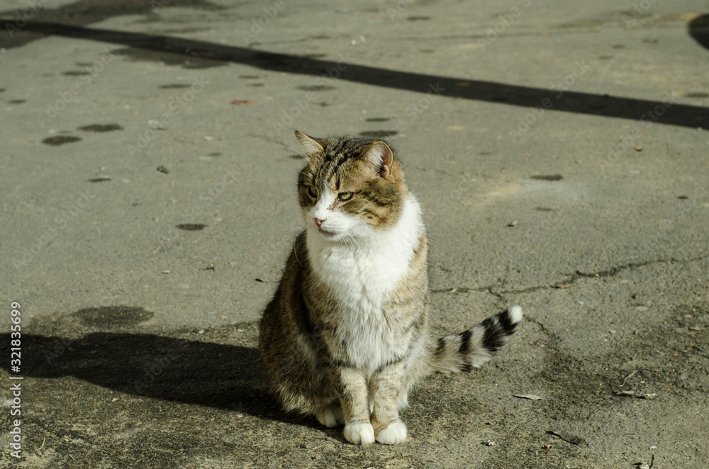 Naklejka premium The cat walks along the street. Street cat. The cat is sitting on the fence. Cat by the sea . Red cats.