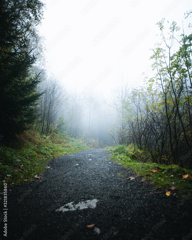 Fototapeta premium foggy forest