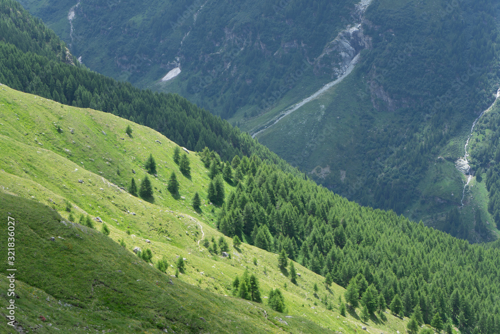 Fototapeta premium pines backlit on mountain