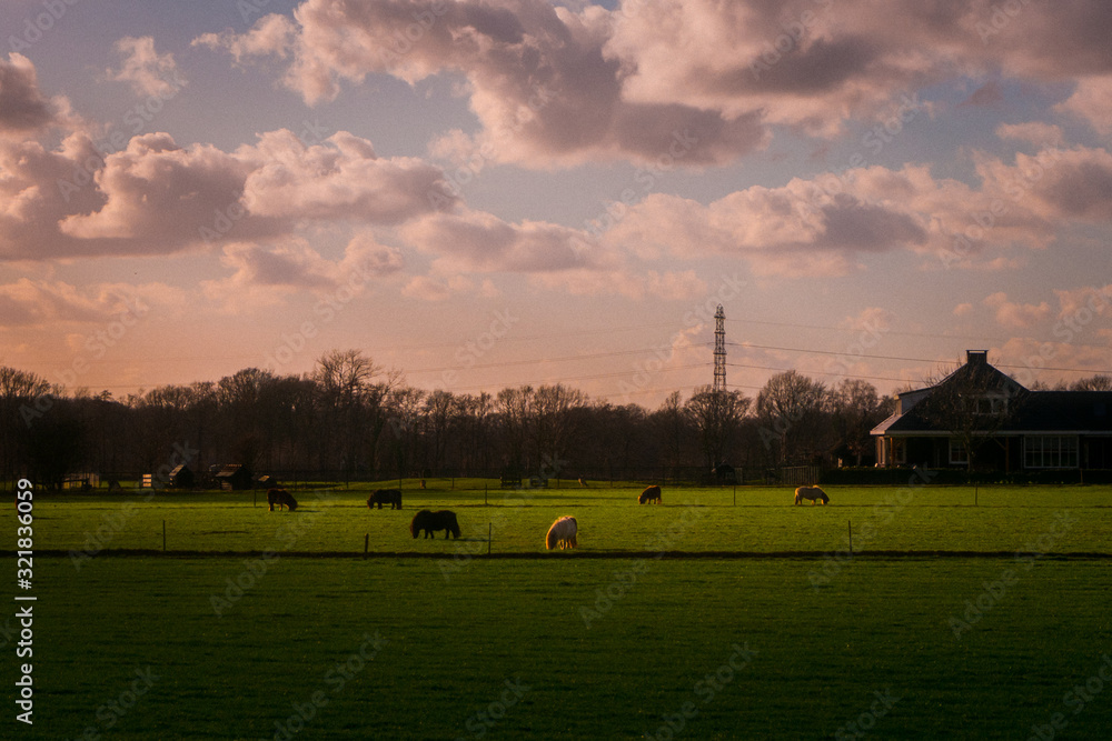 Fototapeta premium horse in field