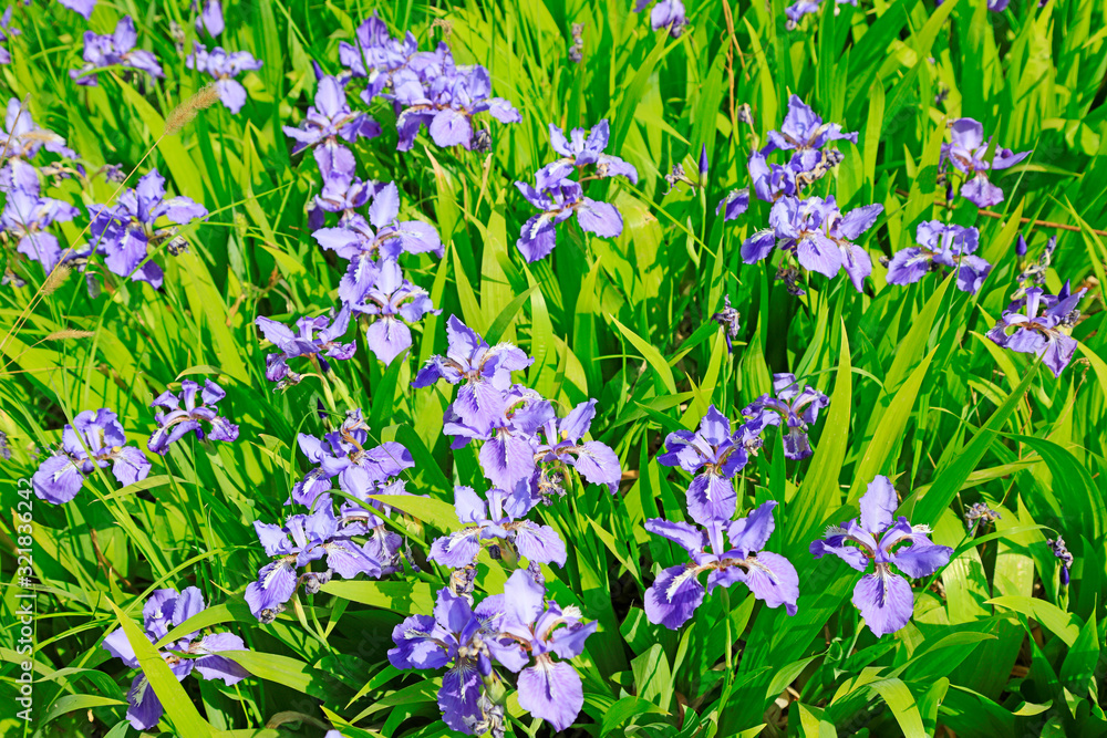 Fototapeta premium Iris flower is in the field