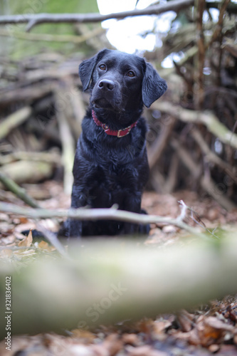 Junger schwarzer Labrador im herbstlichen Wald