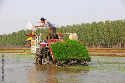 rice mechanized transplanting,Luannan County, Hebei, China