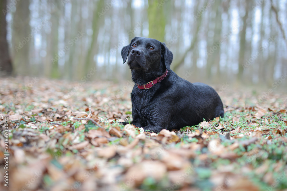 Junger schwarzer Labrador im herbstlichen Wald