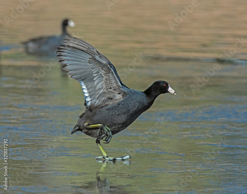American Coot walking on a frozen pond