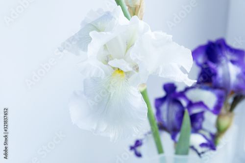 Beautiful white and purple iris flower on a white background.