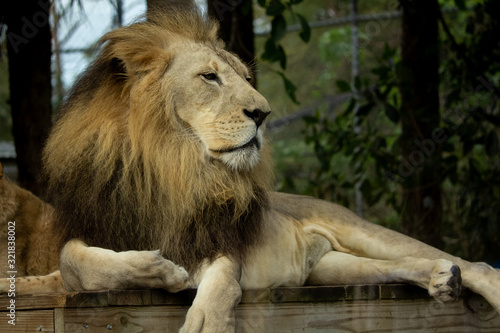 Fototapeta Naklejka Na Ścianę i Meble -  Portrait of a Lion 