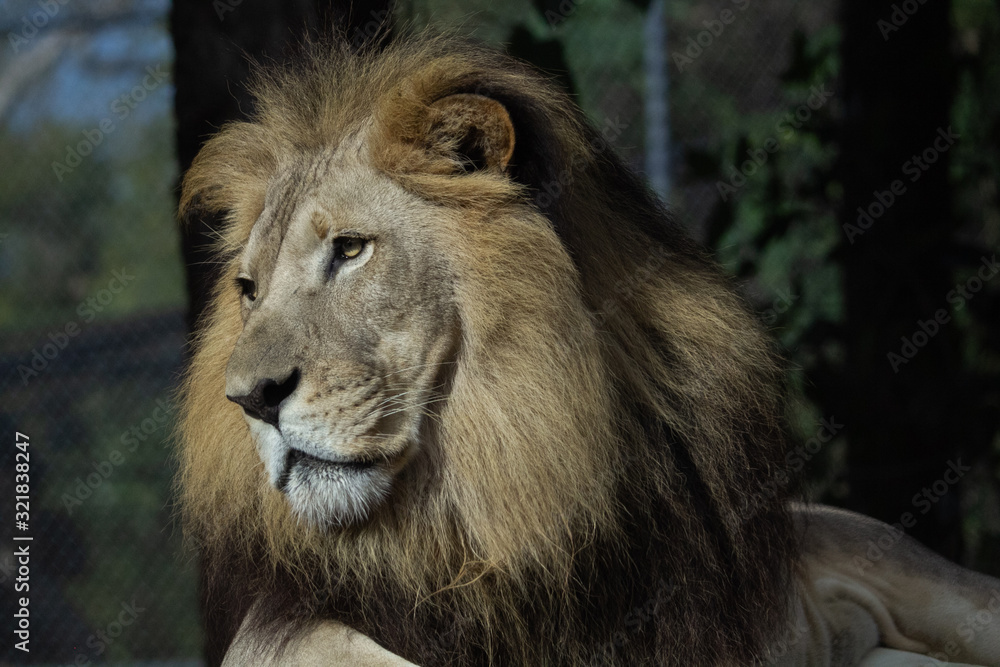 Fototapeta premium Portrait of a Lion