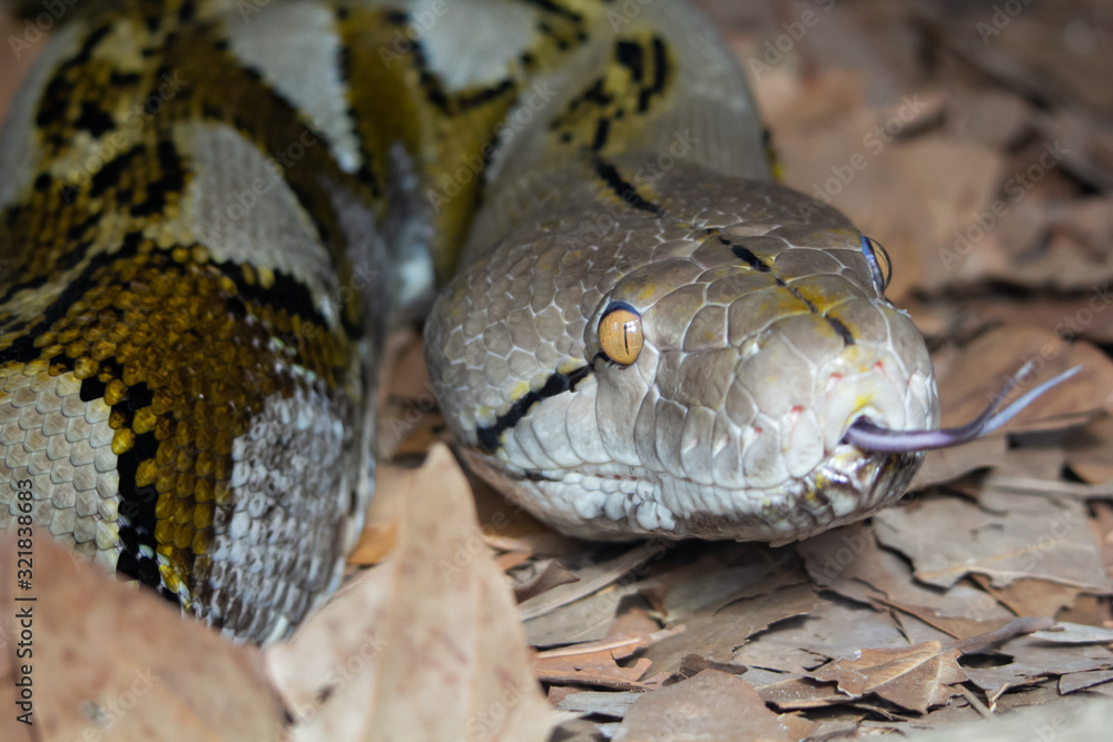 Python Python