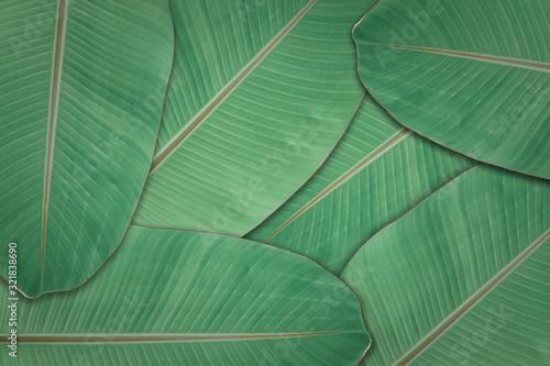 Dark green leaves texture background. Natural leaf plant for backdrop or wallpaper.