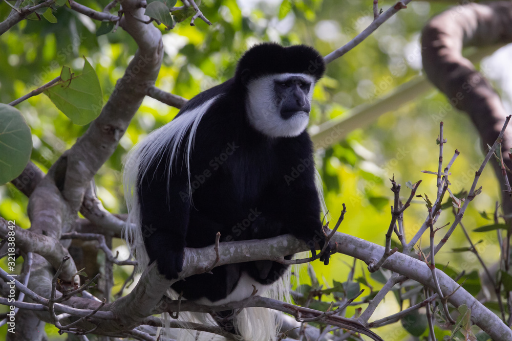 Obraz premium BLACK AND WHITE COLOBUS MONKEY