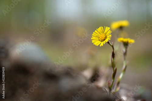 Yellow coltsfoot (Tussilago farfara) flowers in spring photo