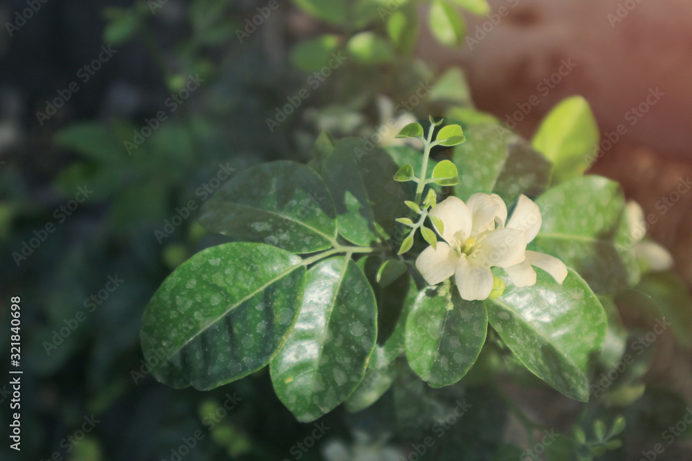Cape Jasmine in the Garden Cape Jasmine in the Garden