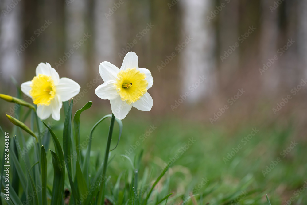 White Large-Cupped daffodil Ice Follies in springtime White Large-Cupped daffodil Ice Follies in springtime