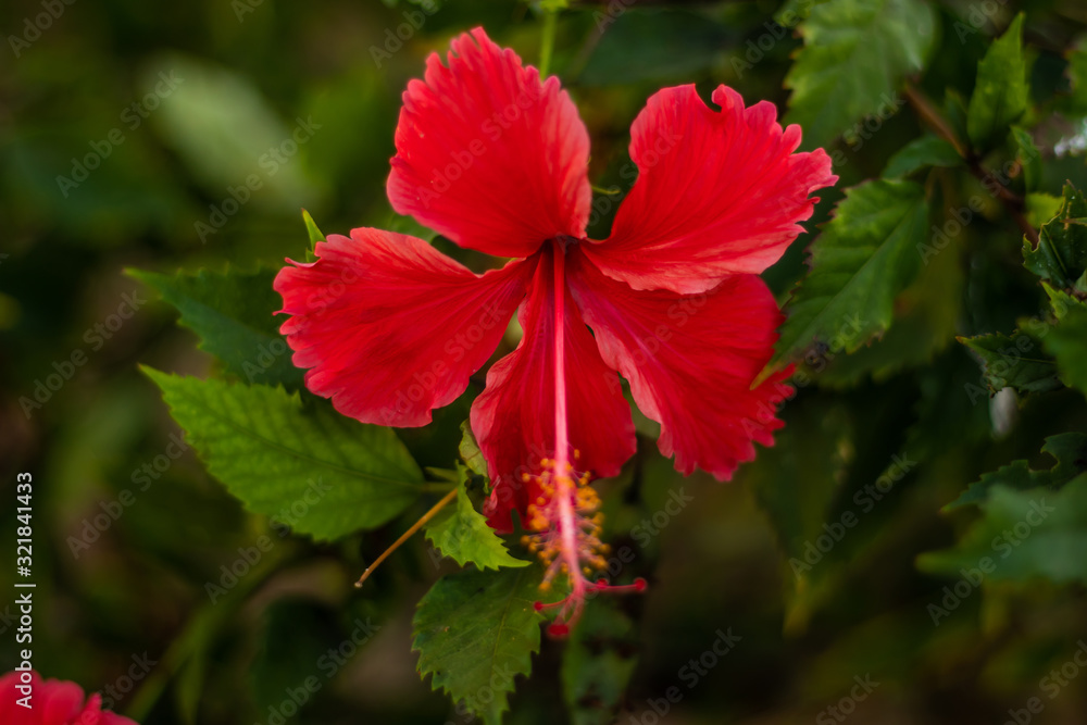 Close up of red hibiscus. Tropical flower on natural green background. Bali Close up of red hibiscus. Tropical flower on natural green background. Bali