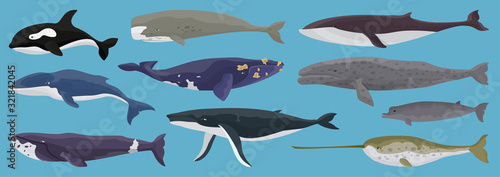Sea whale vector cartoon set icon.Vector illustration marine animal of whale.Isolated cartoon icon of sea animal on white background.