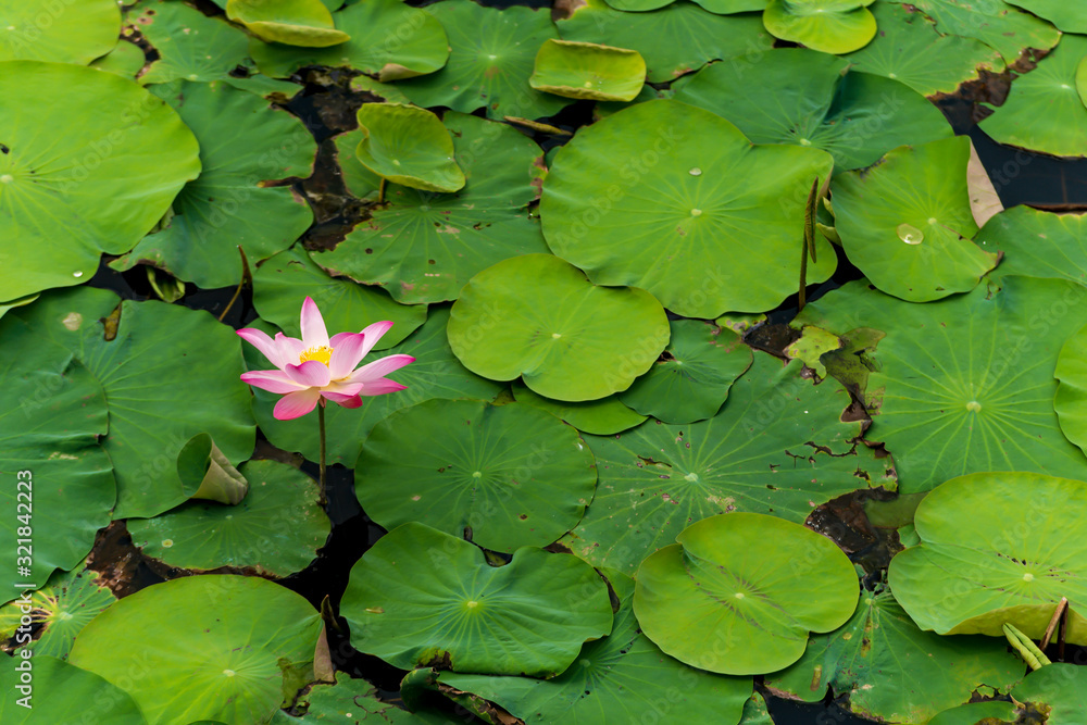 Lotus and lotus leaf in the lake Lotus and lotus leaf in the lake