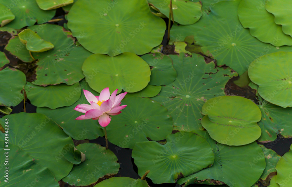 Lotus and lotus leaf in the lake Lotus and lotus leaf in the lake