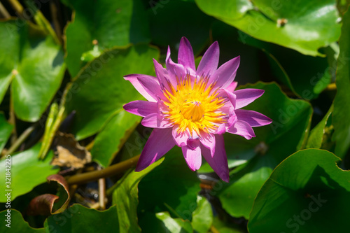 Water lily or lotus flower 