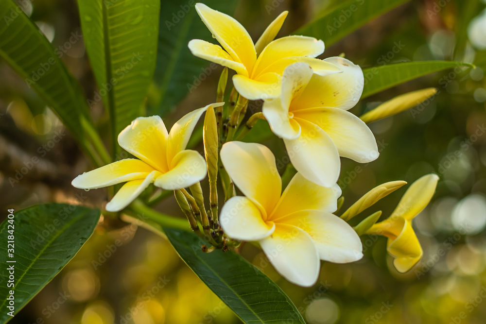 Fototapeta premium Branch of white and yellow Frangipani flowers. Blossom Plumeria flowers on blurred background. Flower background for decoration.