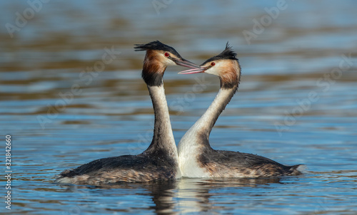 Great Crested Grebe Dancing 