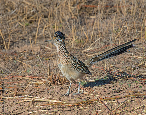 Roadrunner