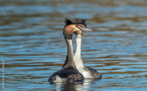 Great Crested Grebe Dancing