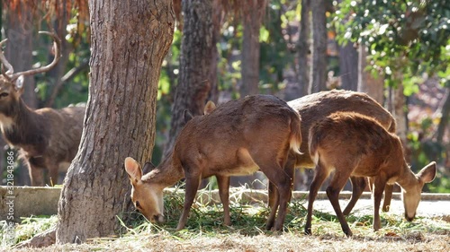 hog deer eld's deer spottend deer and sambar deer, 4k video footage. photo