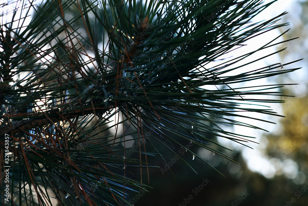 Obraz premium pine cones