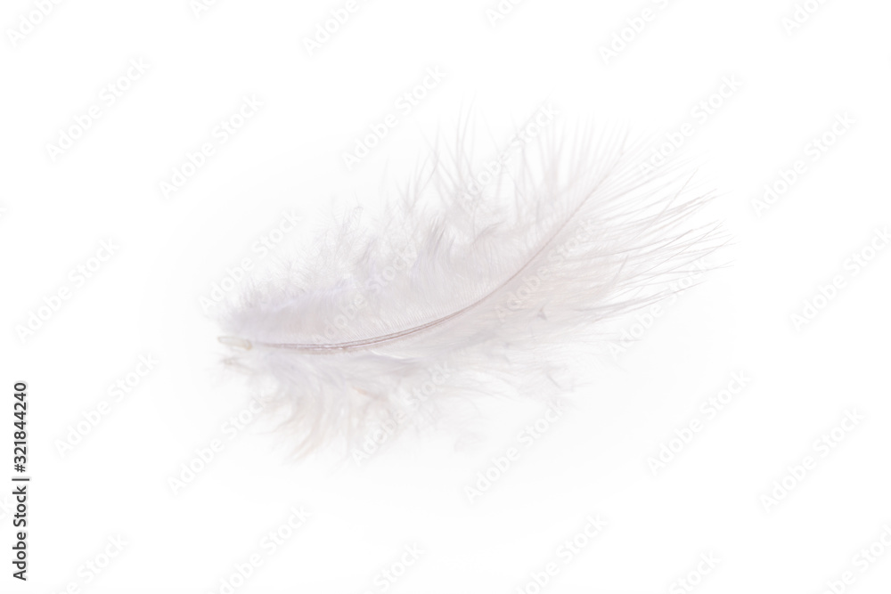 Fluffy feather close-up on white background. Fluffy feather close-up on white background.