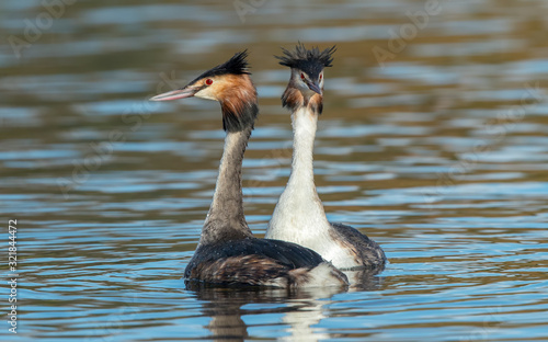Great Crested Grebe Dancing