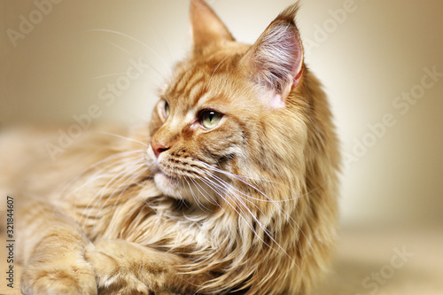 Red male cat resting closeup