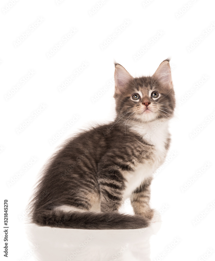 Fototapeta premium Kociak Maine Coon