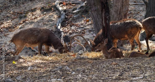 hog deer eld's deer spottend deer and sambar deer, 4k video footage. photo