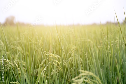 The rice grain is near the harvest.