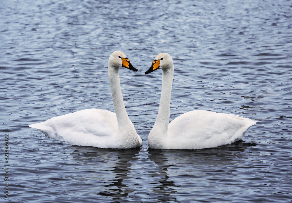 married couple of adult swans on the lake married couple of adult swans on the lake