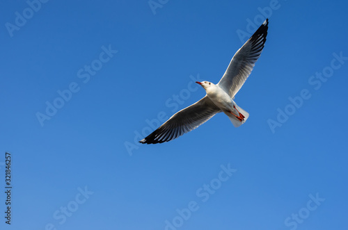 seagull bird flying in blue sky at sea on winter in Bang pu Thailand.