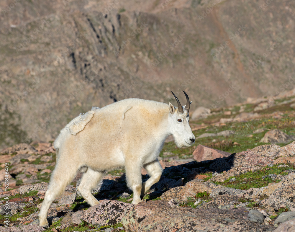 Naklejka premium Mountain Goat in the Rockies