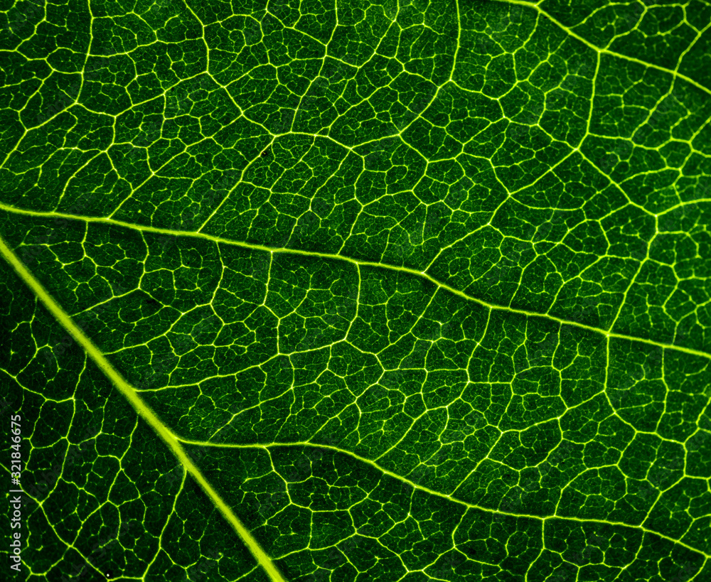 Background image of a leaf of a tree close up. A green leaf of a tree is a big magnification. Macro shooting. Background image of a leaf of a tree close up. A green leaf of a tree is a big magnification. Macro shooting.