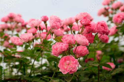 Fototapeta Naklejka Na Ścianę i Meble -  Roses in the botanical garden