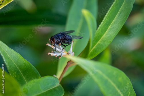 A closeup photo of a fly on a leaf