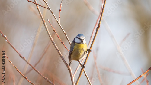 Blue tit between the branches of a bush