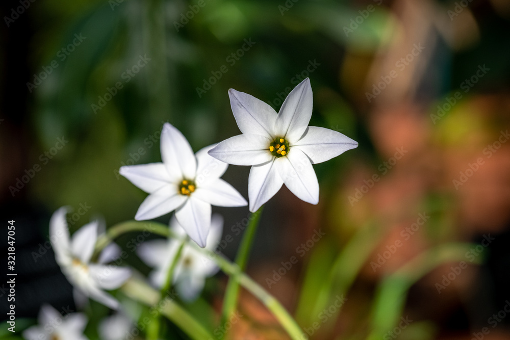 Beautiful white spring starflowers with a blurred background Beautiful white spring starflowers with a blurred background