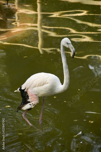 Greater Flamingo  Phoenicopterus roseus . Wild life animal.