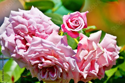 Rosenblüten