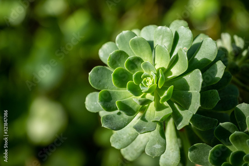 A bright green aeonium castello-paivae plant with a blurred background and room for text photo