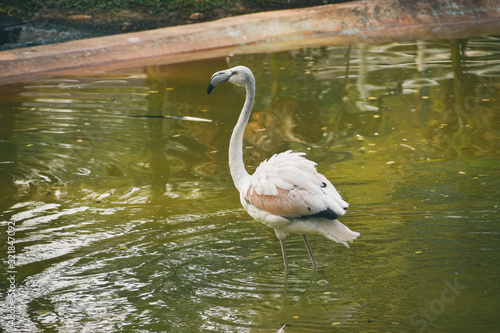 Greater Flamingo  Phoenicopterus roseus . Wild life animal.